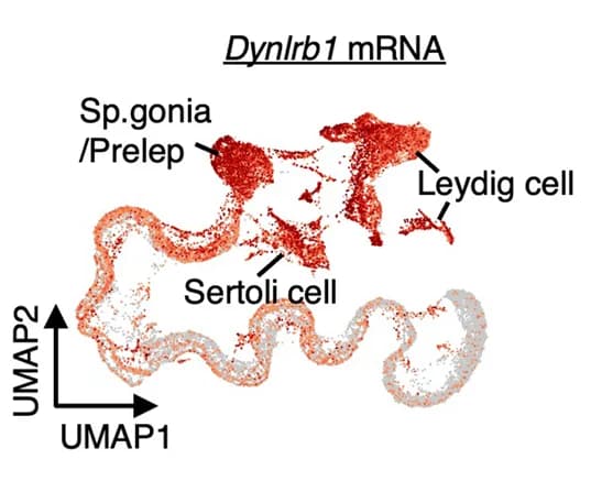 Open access visualization of Scatter Plot, UMAP, Dynlrb1 Expression, Mouse Testes, Single-Cell RNA Sequencing