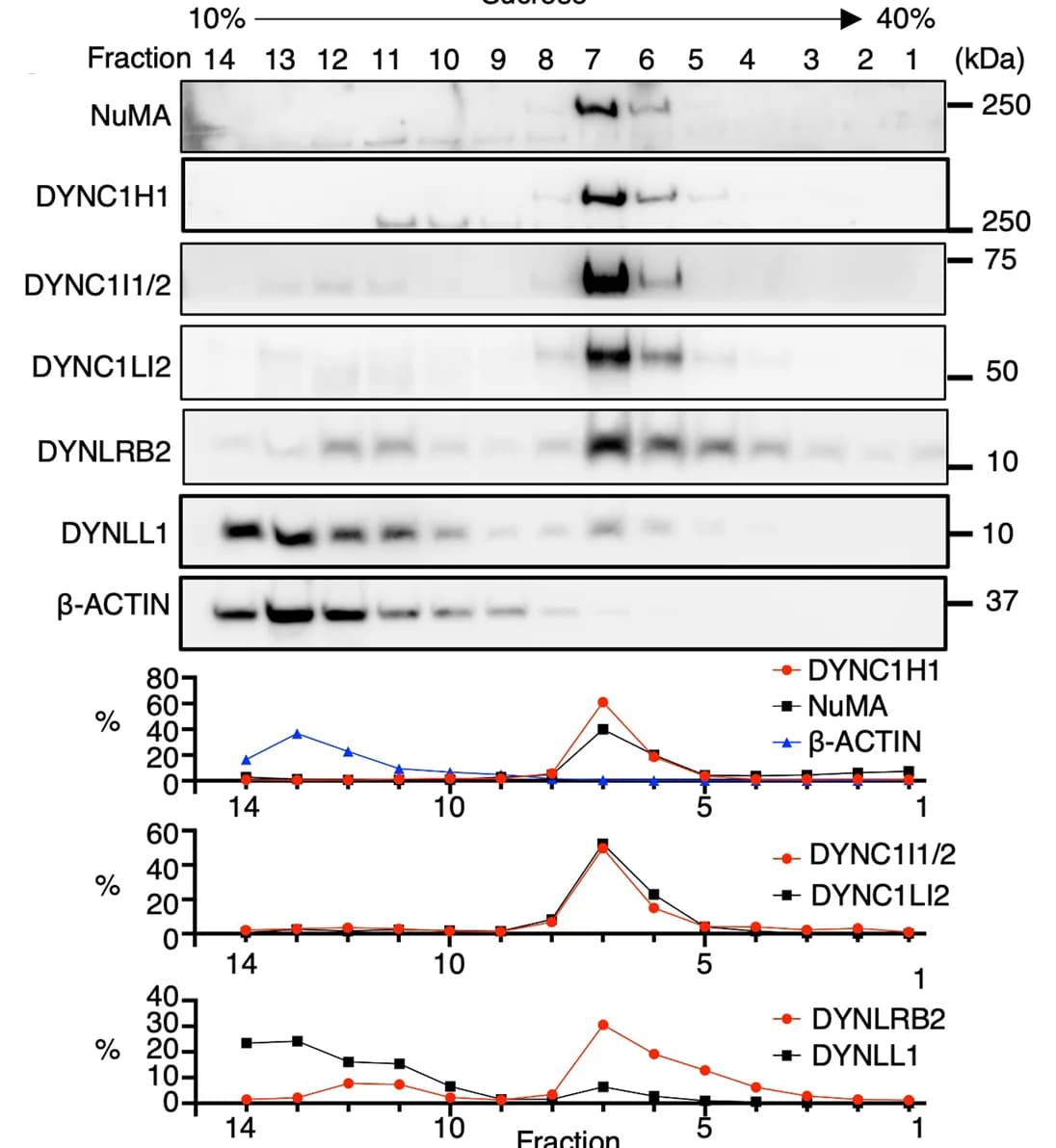 Open access visualization of Line Plot, Gel, Mouse Testis Extracts, Sucrose Density Gradient, Western Blotting