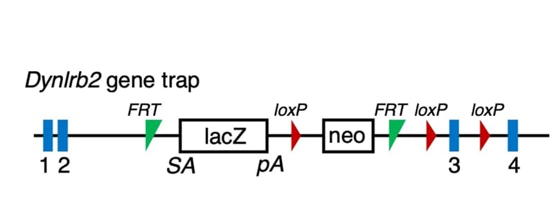 Open access visualization of Workflow, Illustration, Gene Trap Allele, Exons, Flippase Recognition Target