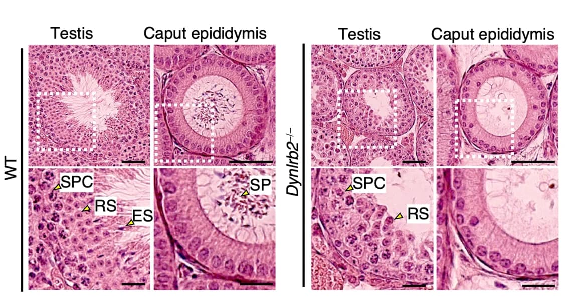 Open access visualization of Microscopy, Testis, Epididymis, Hematoxylin and Eosin, Spermatocyte