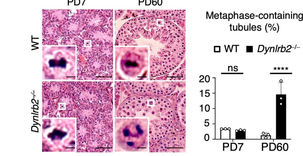 Open access visualization of Bar Plot, Microscopy, Error Bars, Testis, Hematoxylin and Eosin
