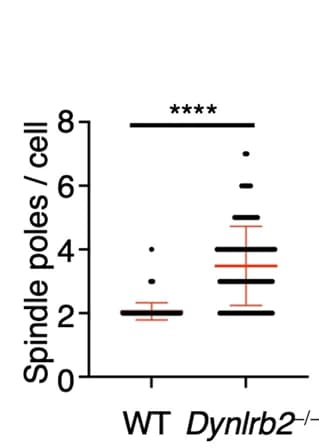 Open access visualization of Box Plot, Spindle Pole Number, Metaphase I Spermatocytes, Genotype