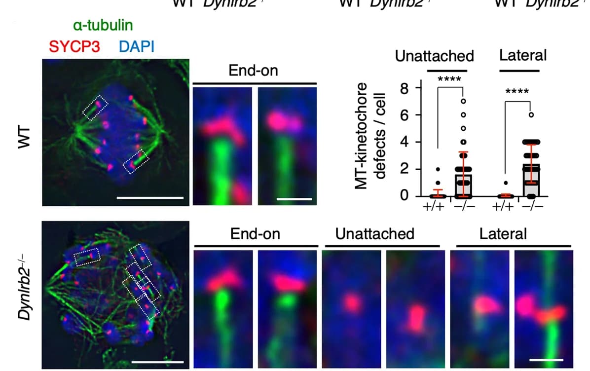 Open access visualization of Microscopy, Box Plot, Scatter Plot, Immunostaining, Metaphase I Spermatocytes