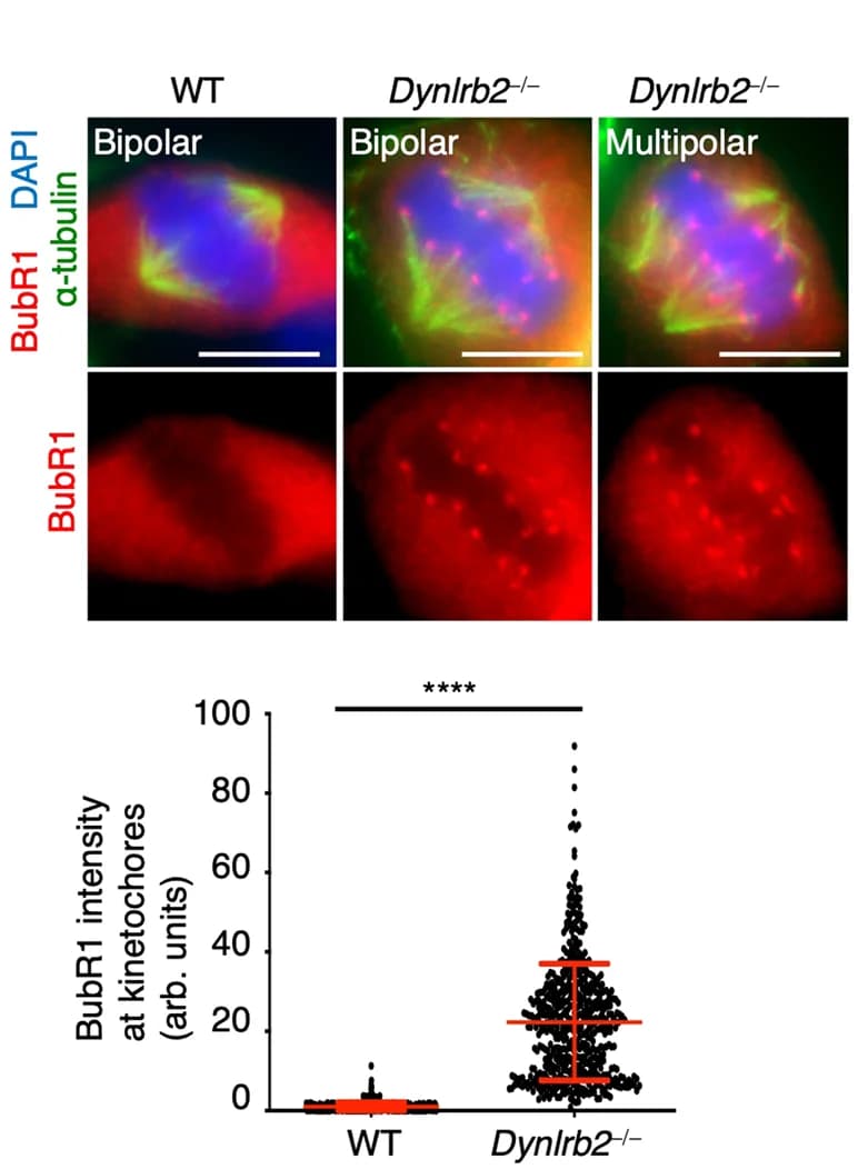 Open access visualization of Microscopy, Scatter Plot, Immunostaining, Spermatocytes, BubR1 Signal Intensities