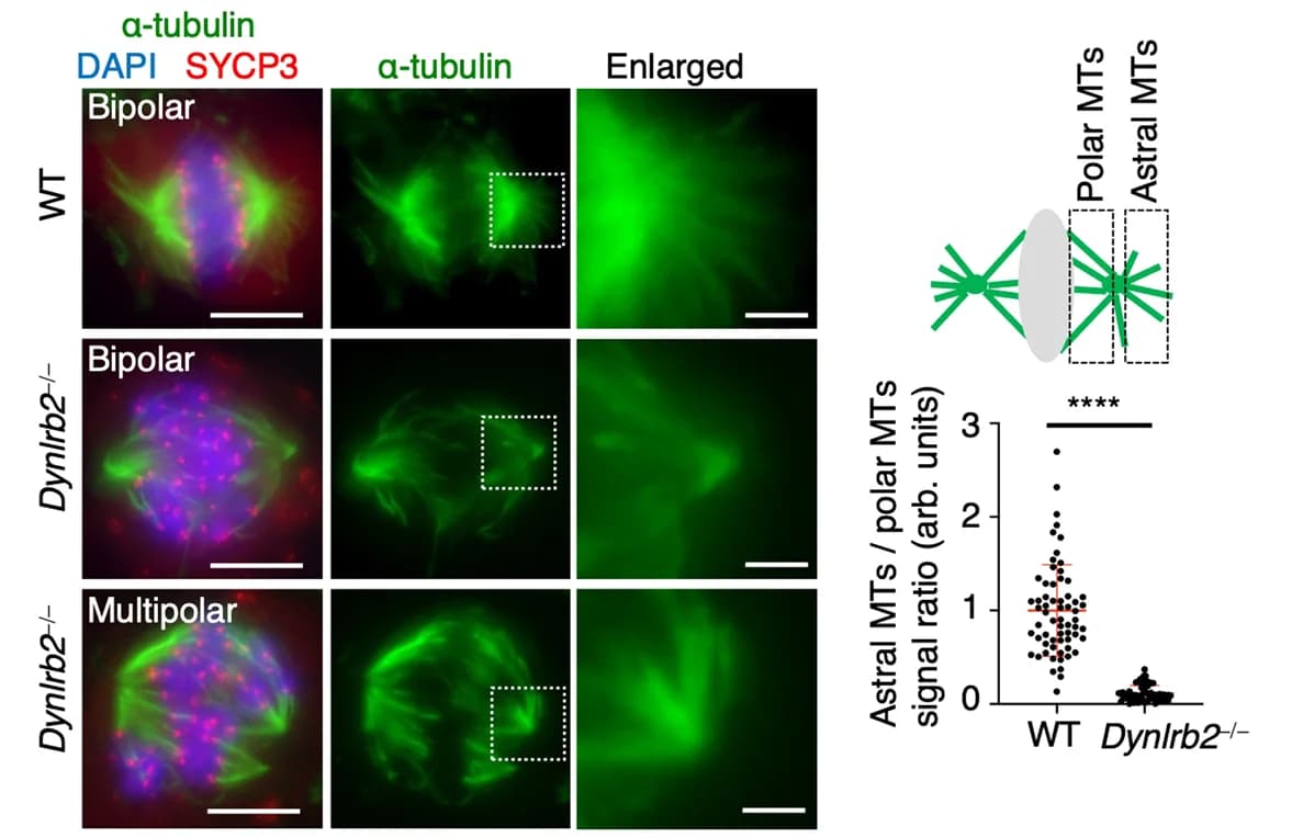 Open access visualization of Microscopy, Scatter Plot, Immunostaining, Metaphase I Spermatocytes, Astral MT Intensity