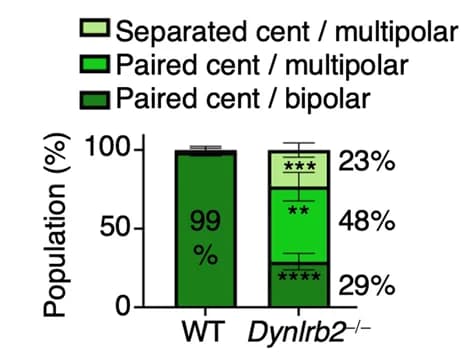 Open access visualization of Stacked Bar Plot, Error Bars, Centriole Defects, Spindle Defects, Quantification