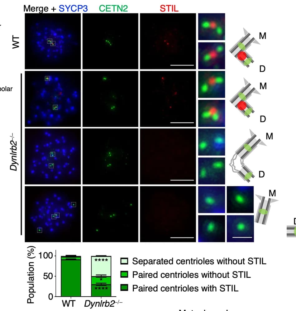 Open access visualization of Microscopy, Bar Plot, Bar, Immunostaining, Metaphase I Spermatocytes