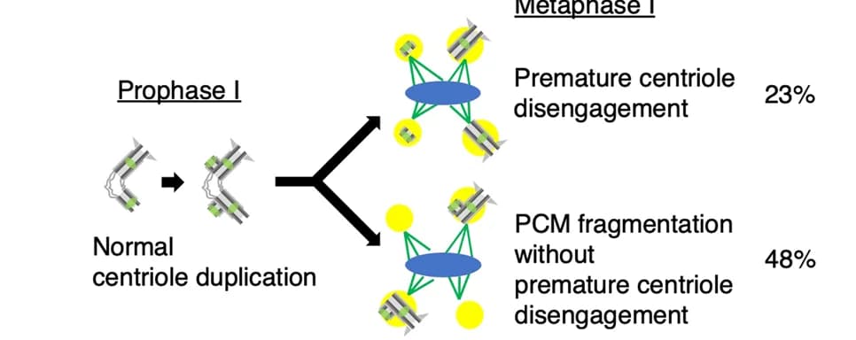 Open access visualization of Workflow, Illustration, Centriole Defects, Spindle Defects, Schematic