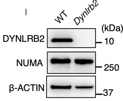 Open access visualization of Gel, Mouse Testis, Western Blotting, Antibodies