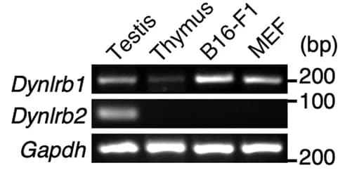 Open access visualization of Gel, Mouse Genes, Tissue Expression, Cell-Type Specificity