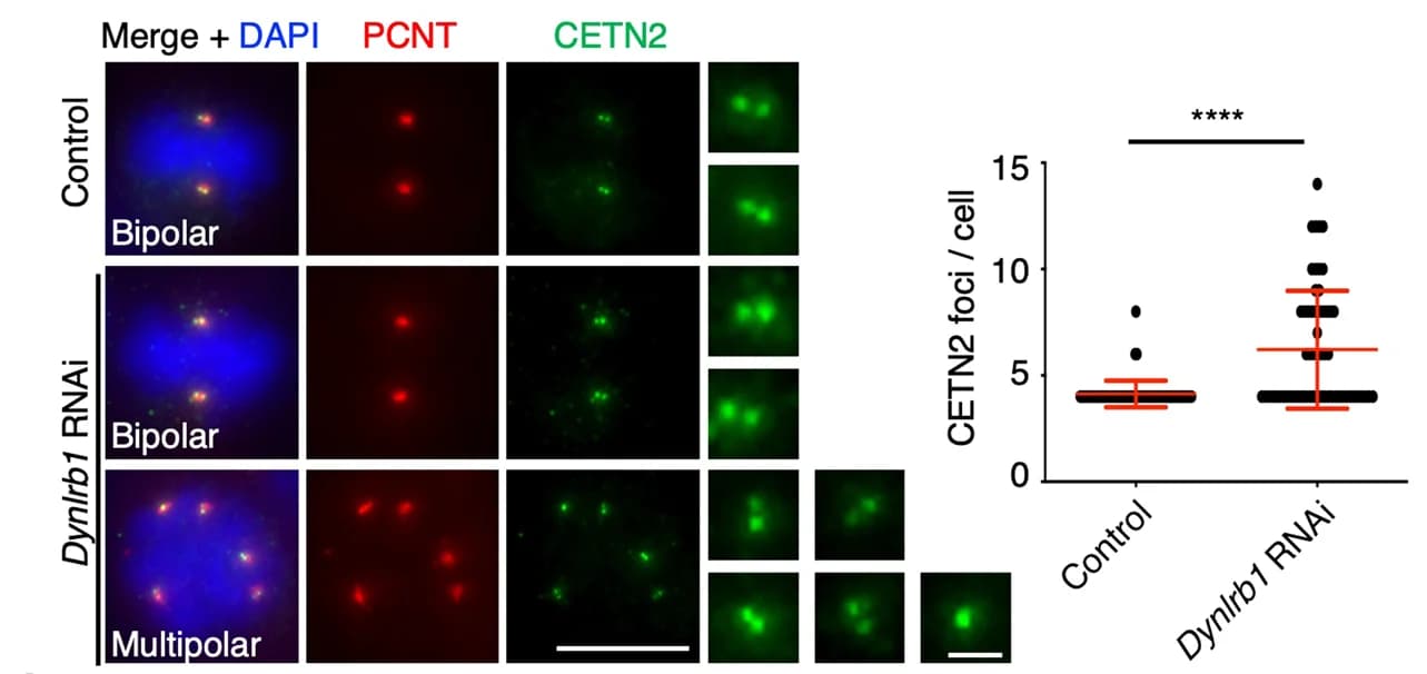 Open access visualization of Microscopy, Box Plot, Scatter Plot, B16-F1 Cells, Metaphase
