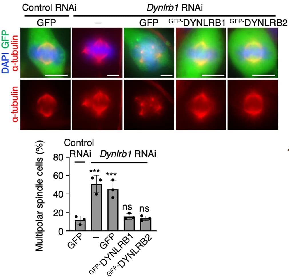 Open access visualization of Bar Plot, Error Bars, Microscopy, Immunostaining, B16-F1 Cells