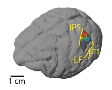 Open access visualization of 3D Plot, Multi-Electrode Arrays, Brain, Intraparietal Sulcus, Superior Temporal Sulcus