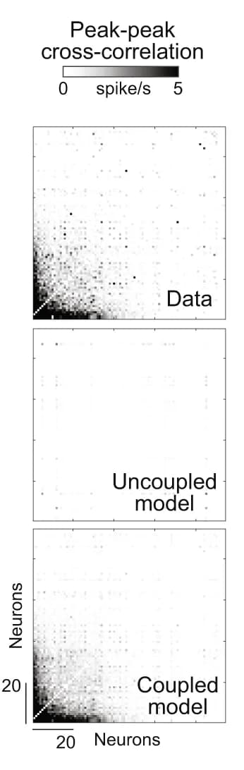 Open access visualization of Heatmap, Cross-correlation, Neuron, Population Activity, Coupled Model