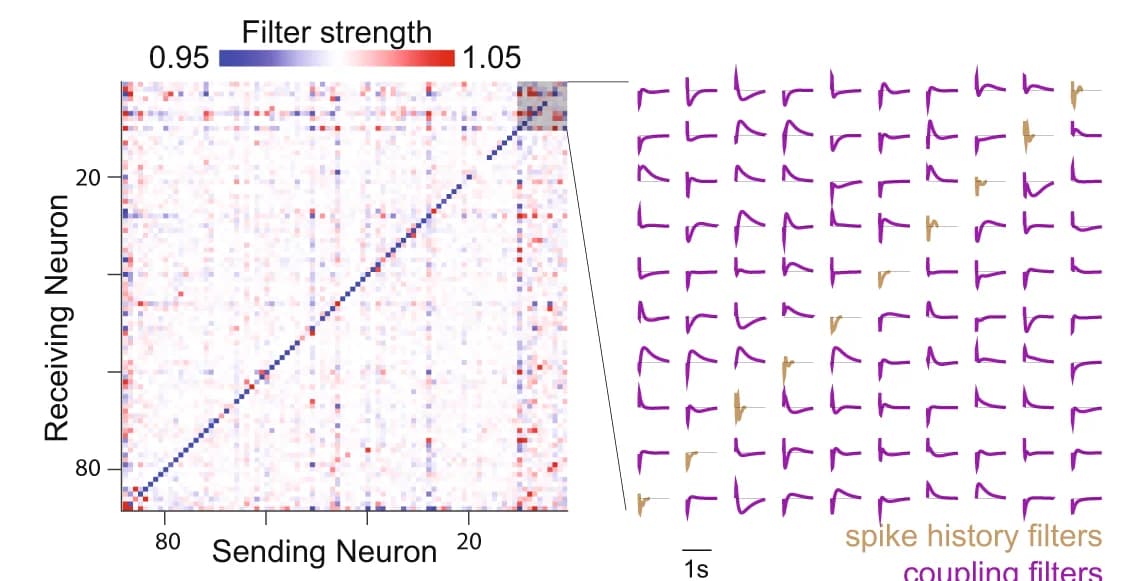 Open access visualization of Heatmap, Line Plot, Coupling Filters, Neuron, Excitatory Coupling