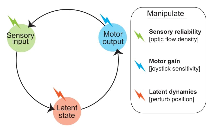 Open access visualization of Workflow, Flowchart, Illustration, Sensory Input, Motor Output