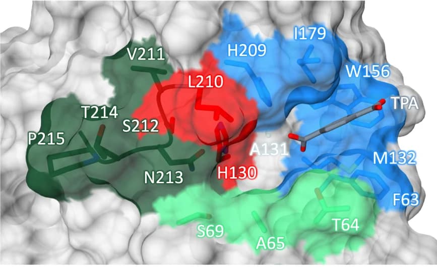 Open access visualization of Protein Structure, PHL7, TPA, Subsite I, Subsite II