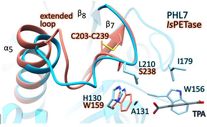Open access visualization of Protein Structure, Chemical Structure, PHL7, TPA, Is PETase