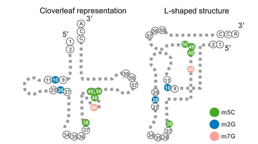 Open access visualization of Illustration, Modified Nucleotides, tRNA, Secondary Structure, Tertiary Structure