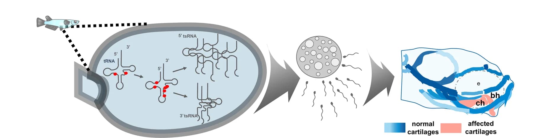 Open access visualization of Illustration, Workflow, Model, Results