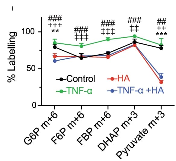 Open access visualization of Line Plot, Error Bars, TNF-alpha, HA treatment, U-13C-glucose