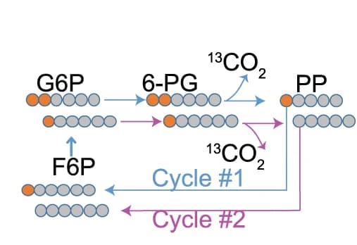 Open access visualization of Workflow, Flowchart, Illustration, 1,2-13C-glucose, Pentose Phosphate Pathway