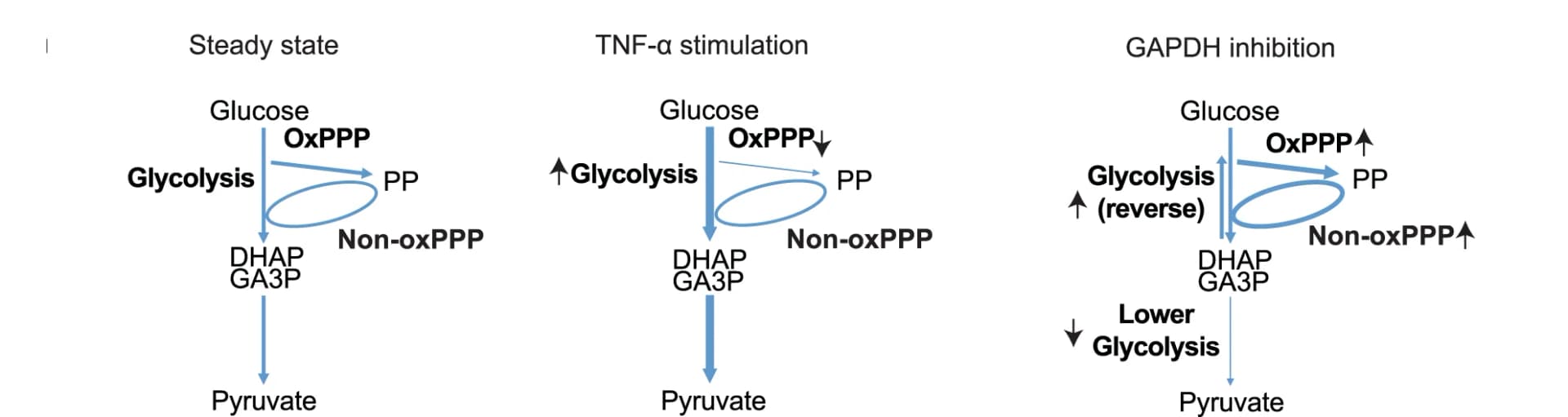 Open access visualization of Workflow, Flowchart, TNF-alpha, GAPDH inhibition, Glycolysis