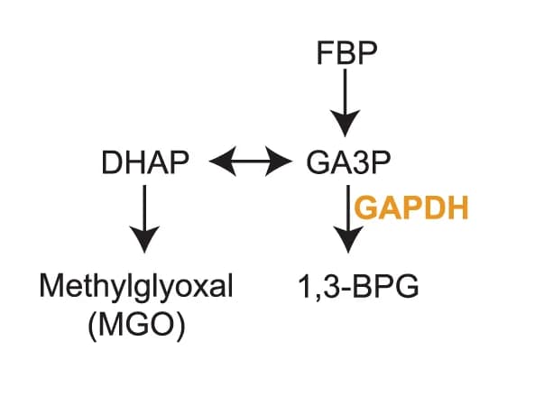 Open access visualization of Workflow, Flowchart, Methylglyoxal