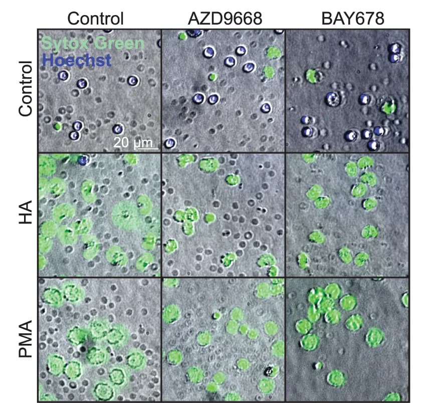 Open access visualization of Microscopy, Neutrophil Elastase Inhibitors, AZD9668, BAY-678, HA-induced NET Formation
