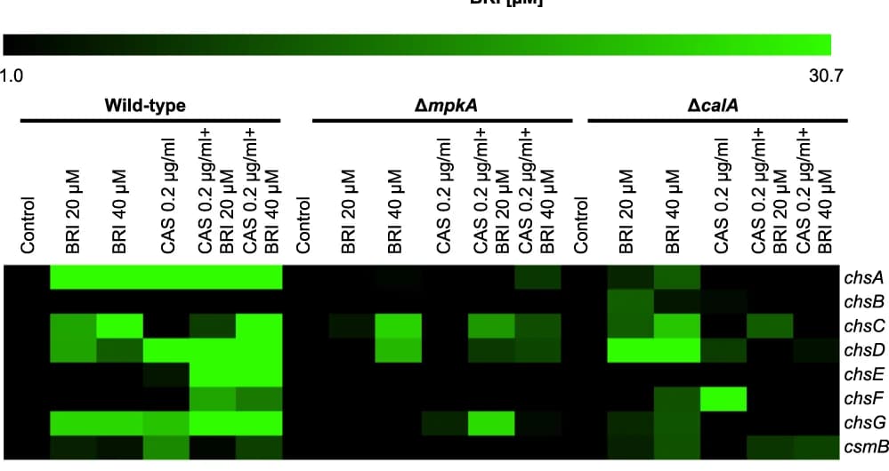 Open access visualization of Heatmap, Chitin synthase mRNA, A. fumigatus, mpkA strains, calA strains