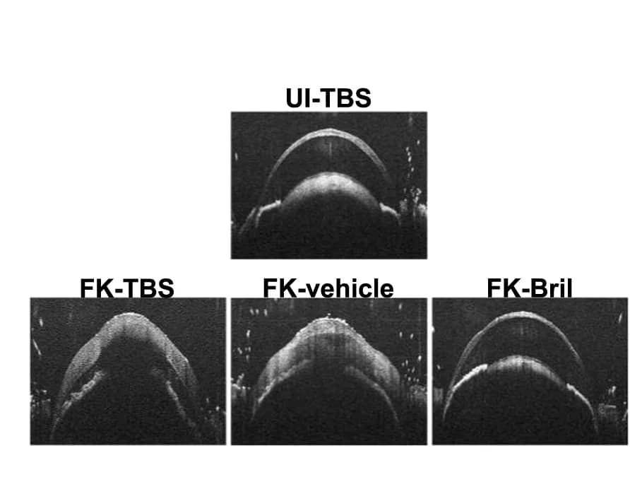 Open access visualization of Microscopy, Optical Coherence Tomography Scans, OCT Scans
