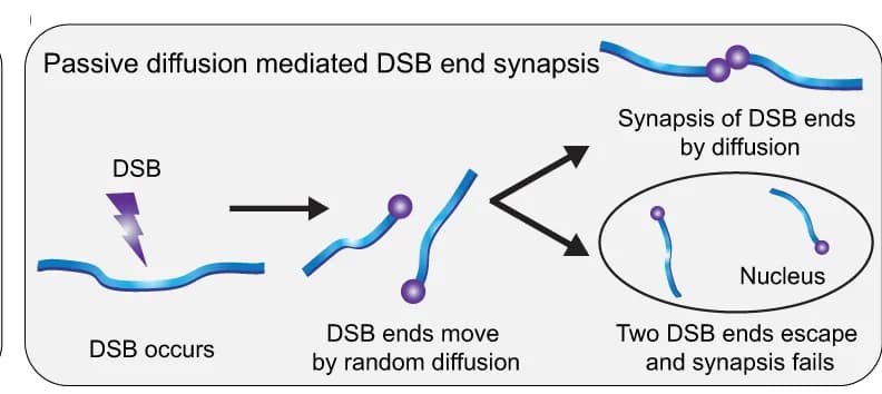 Open access visualization of Workflow, Flowchart, Illustration, Double-Strand Break, DNA Repair