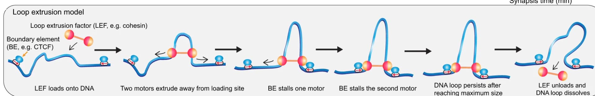 Open access visualization of Workflow, Illustration, Loop Extrusion, Loop Extruding Factors, Boundary Element