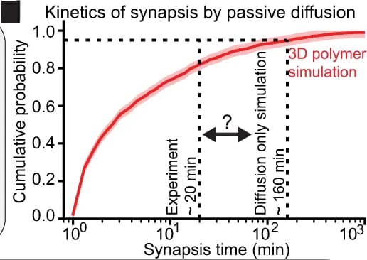 Open access visualization of Line Plot, Error Bars, 3D Polymer Simulation, Synapsis, Diffusion