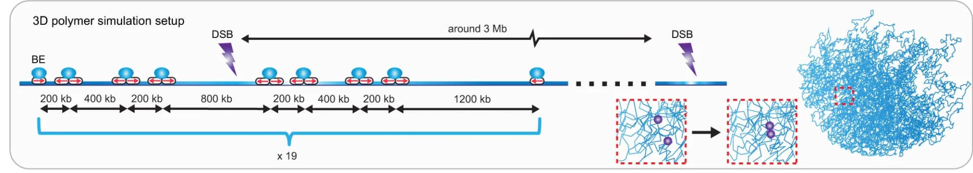 Open access visualization of Workflow, Illustration, 3D Plot, 3D Polymer Simulation, Chromosome