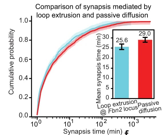 Open access visualization of Line Plot, Error Bars, Bar Plot, Synapsis Efficiency, Loop Extrusion