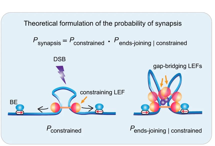 Open access visualization of Illustration, Workflow, Synapsis, DSB, Probability