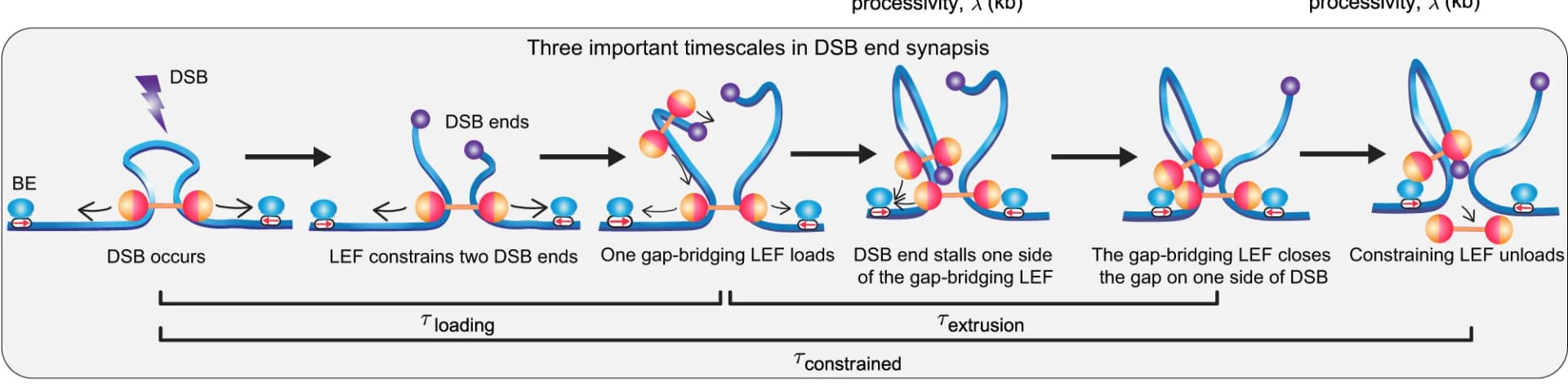 Open access visualization of Workflow, Illustration, Timescales, DSB, Synapsis