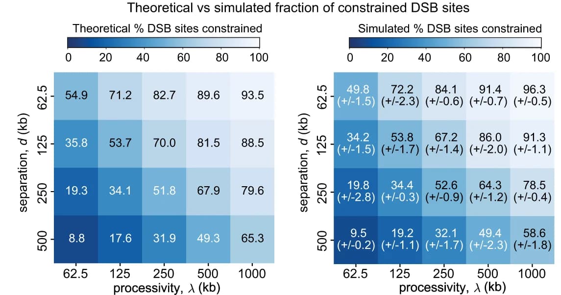 Open access visualization of Heatmap, Synapsis efficiency, Loading time, Constraining time, Extrusion time