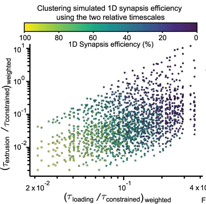 Open access visualization of Scatter Plot, Timescales, Parameter Scan, Synapsis Efficiency, Clustering