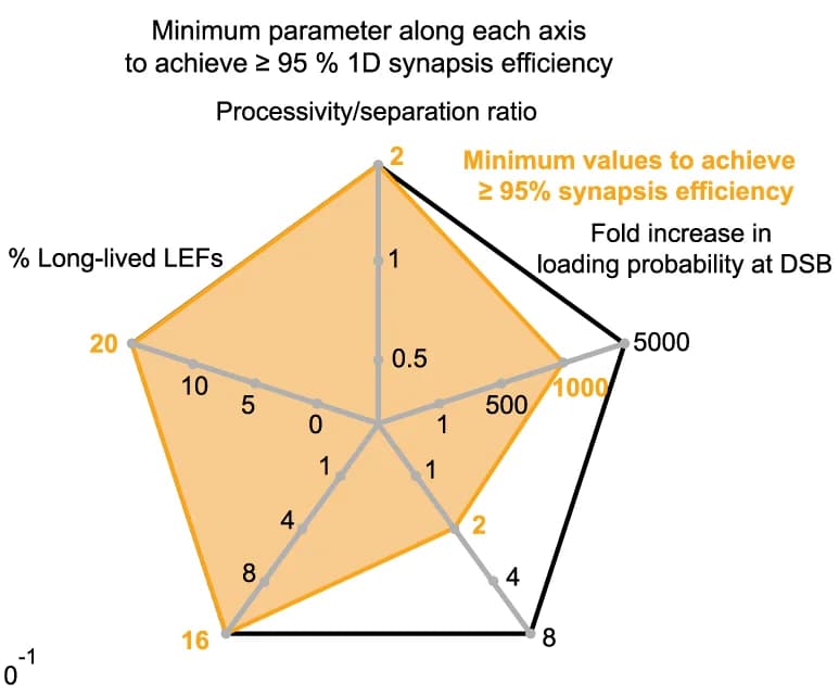 Open access visualization of Radar Chart, Parameter Combinations, Synapsis Efficiency, Simulations, DSB Events