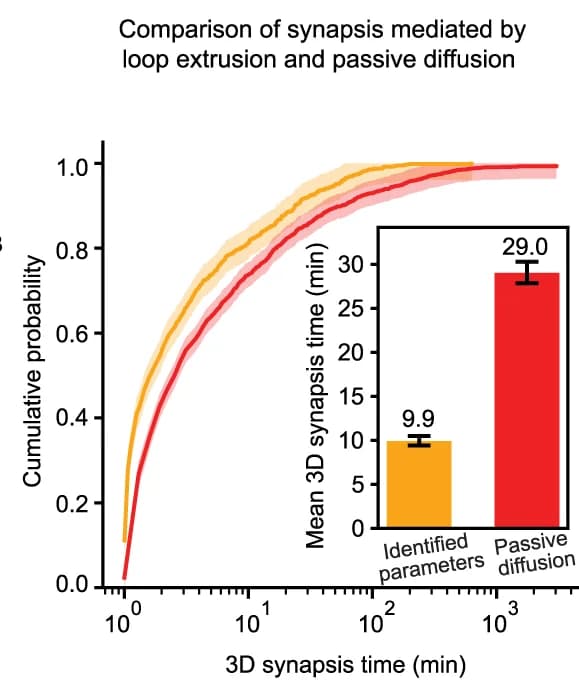 Open access visualization of Line Plot, Error Bars, Bar Plot, Synapsis, Loop Extrusion