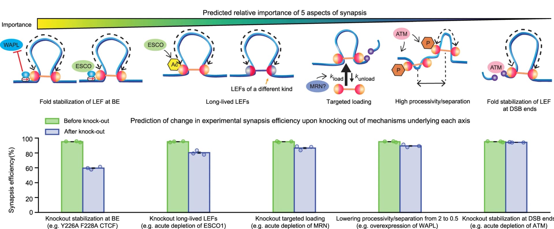 Open access visualization of Bar Plot, Error Bars, Illustration, Synapsis, Synapsis Efficiency
