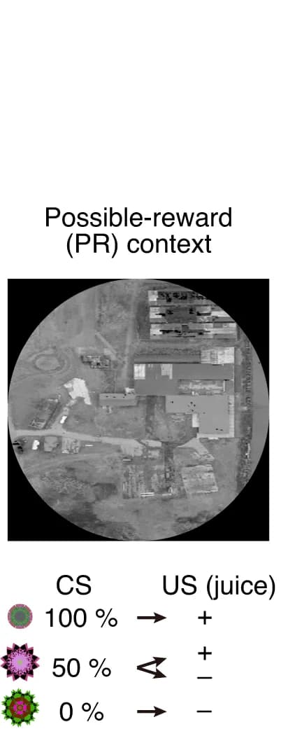 Open access visualization of Photo, Illustration, DA Neuron, Pavlovian Task, Scene