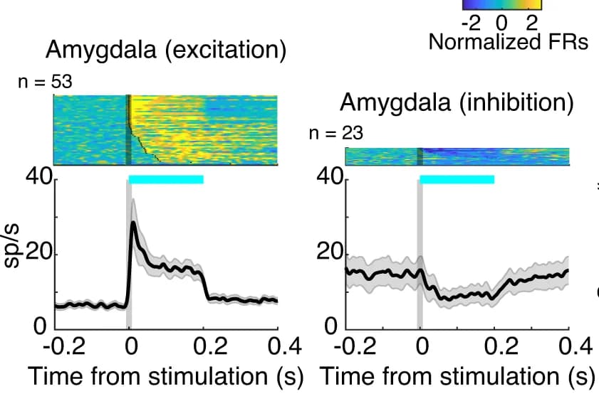 Open access visualization of Line Plot, Error Bars, Heatmap, Amygdala Neurons, Optogenetic Stimulation