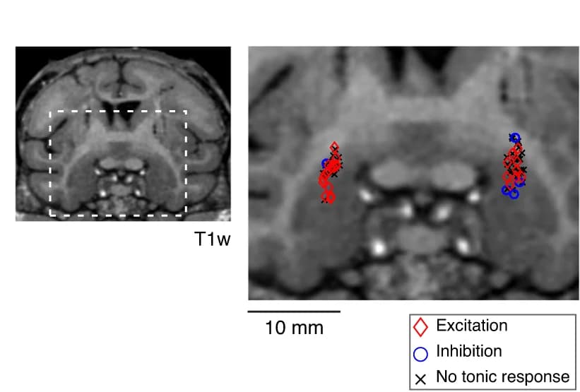 Open access visualization of Microscopy, Scatter Plot, Amygdala, Neurons, Monkey
