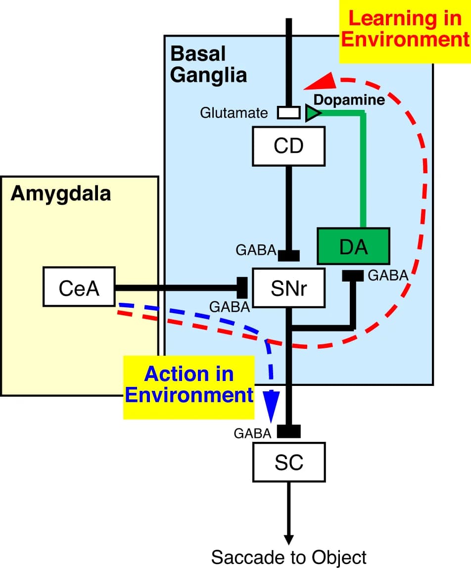 Open access visualization of Workflow, Flowchart, GABAergic terminals, Dopaminergic terminals, Amygdala-BG circuits