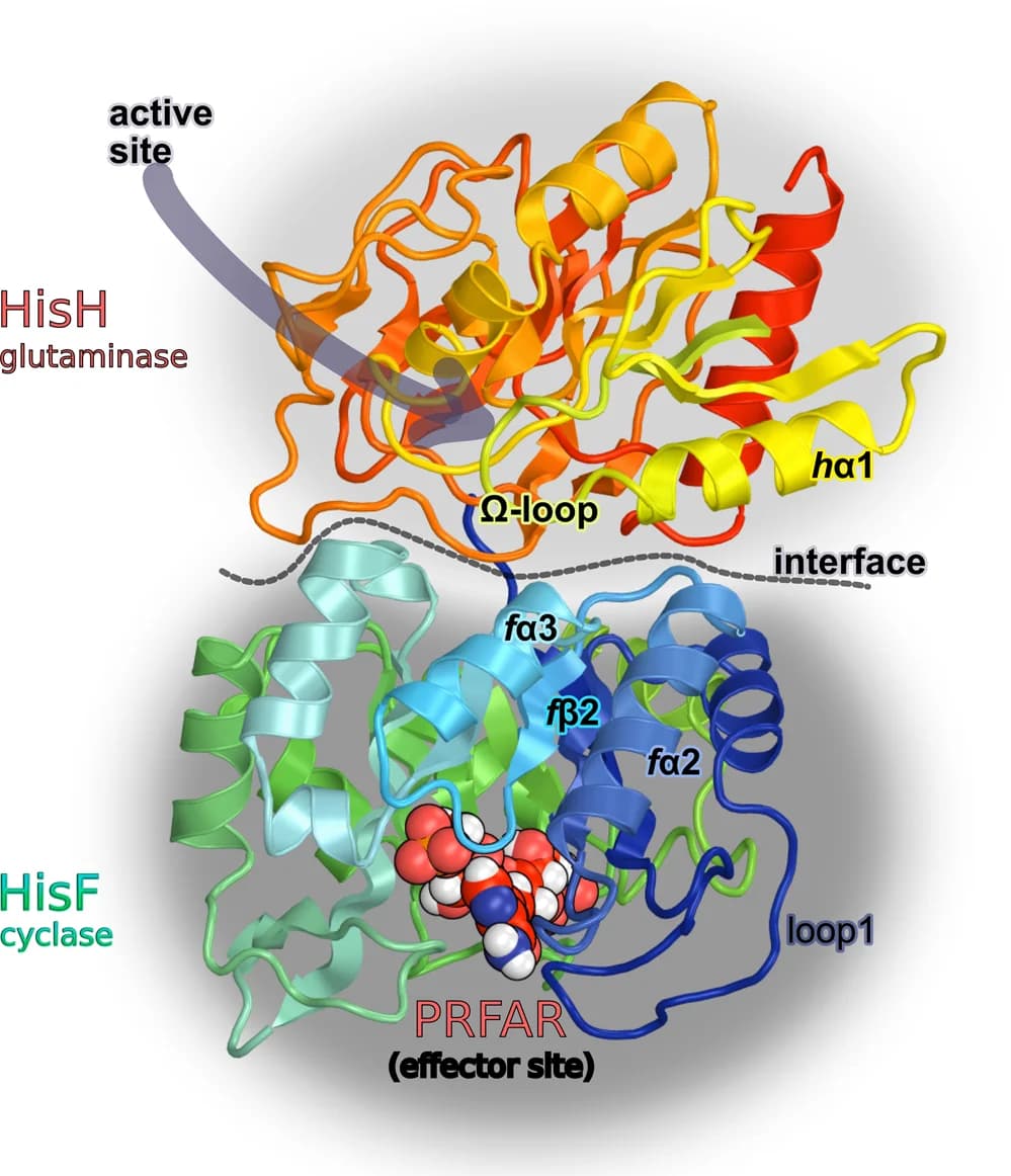 Open access visualization of Protein Structure, Chemical Structure, IGPS, HisF, HisH