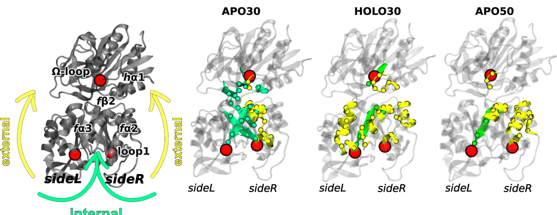 Open access visualization of Protein Structure, Mutual Information Pathways, PRFAR Phosphate Binding Sites, Active Site, Secondary Structure Elements