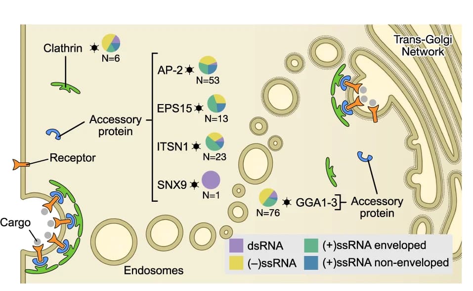 Open access visualization of Illustration, Pie Chart, Clathrin, AP-2, CLTC